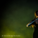 Preview Image 1